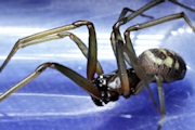 Cupboard Spider (Steatoda grossa) (Steatoda grossa)